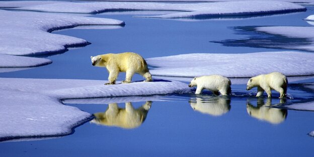 Eine Eisbärenmutter und ihre zwei Kinder laufen durch Wasser, das sich auf Eisschollen gebildet hat.