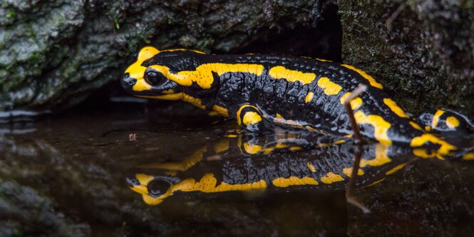 Feuersalamander am Rande eines Teiches