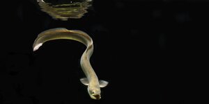 Ein weißer Aal schlängelt sich durch dunkles Wasser