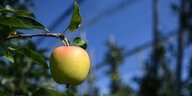 ein noch unreifer Apfel hängt in einem Obstgarten an einem Baum