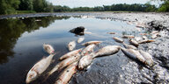 Tote Fische liegen im teilweise ausgetrockneten Würmsee in der Region Hannover.