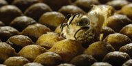 Eine puschelig aussehende Biene guckt aus einer Wabe heraus, alle weiteren Waben um sie herum sind noch verschlossen