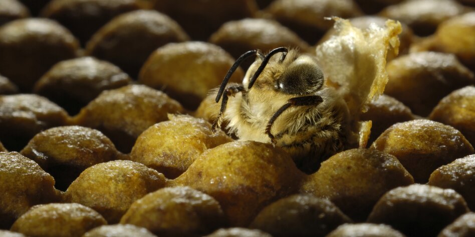 Drohnenlarven Als Nahrungsmittel Echter Bienenstich Taz De