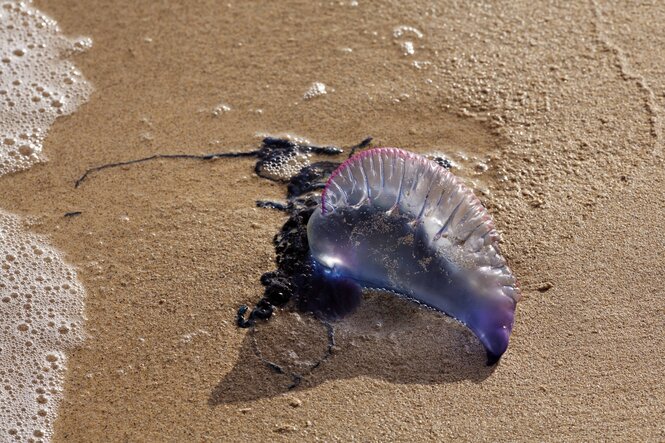 Eine Qualle liegt auf Sand