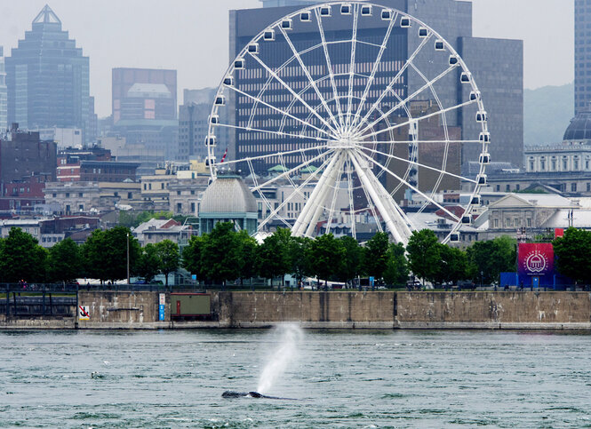 Ein Wal vor der Stadtkulisse von Montreal.