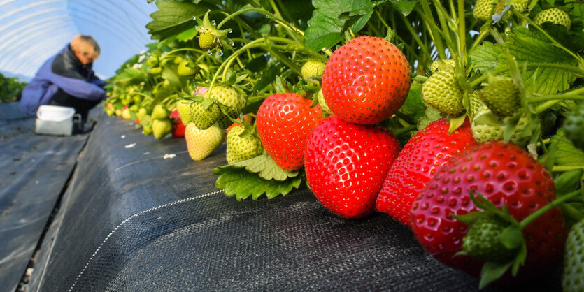 Eine Person erntet Erdbeeren.