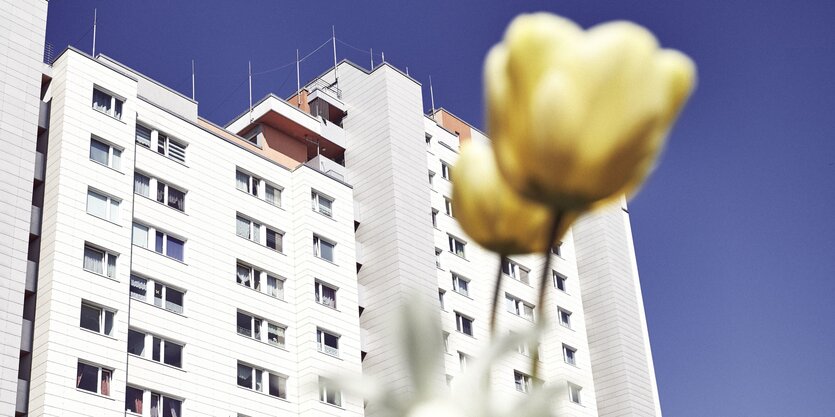 Blume vor Hochhaus.