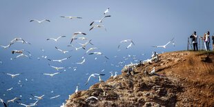 Möwen über einer Klippe am Meer