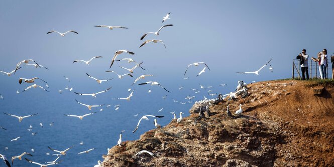 Möwen über einer Klippe am Meer