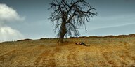 Ein abgemähtes Feld, darauf ein einzelner Baum unter dem ein Mann lang hingestreckt schläft