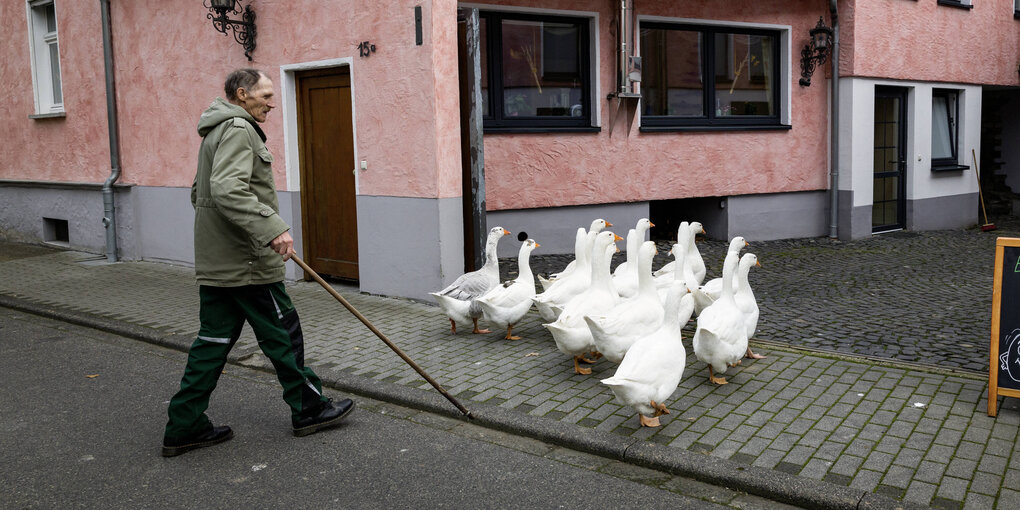 Älterer Mann und Gänse