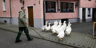 Älterer Mann und Gänse