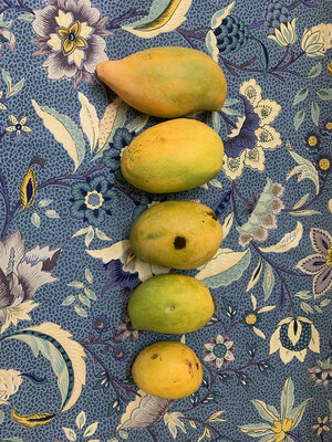 Fünf Mangos übereinander auf einer blauen gemusterten Tischdecke