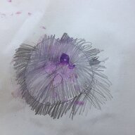 Eine Qualle Eine Qualle