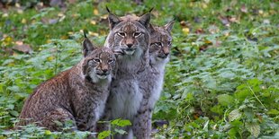 3 Luchse sitzen im Grünen