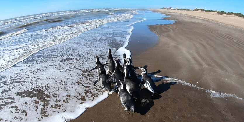 Pinguine am Strand