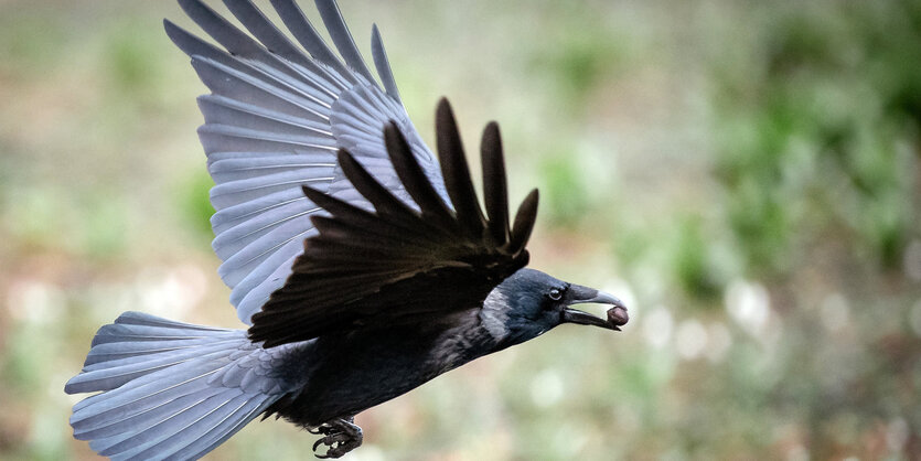 eine Krähe fliegt mit einem Stein im Mund