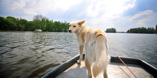 Hund im Boot, Blick auf die Insel Valentinswerder