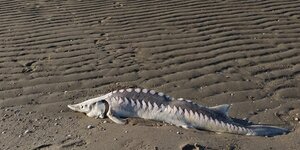 Ein toter Stör, gut einen Meter lang, liegt am Strand bei Otterndorf