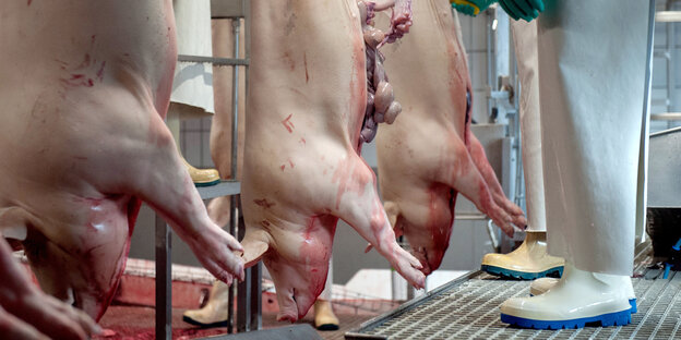 Drei tote Schweine hängen kopfüber, einem werden die Gedärme entfernt, daneben Beine in weißen Hosen mit Gummistiefeln
