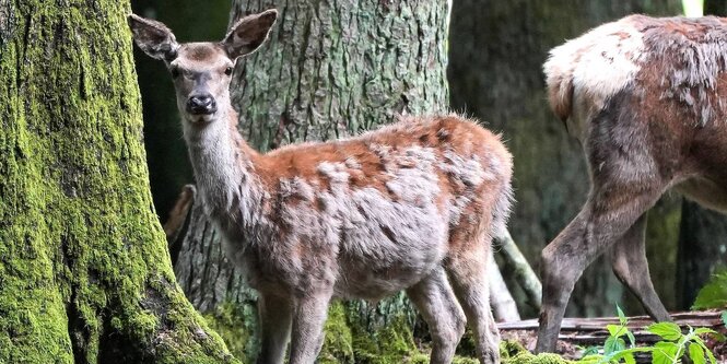 Rehe im Wald.