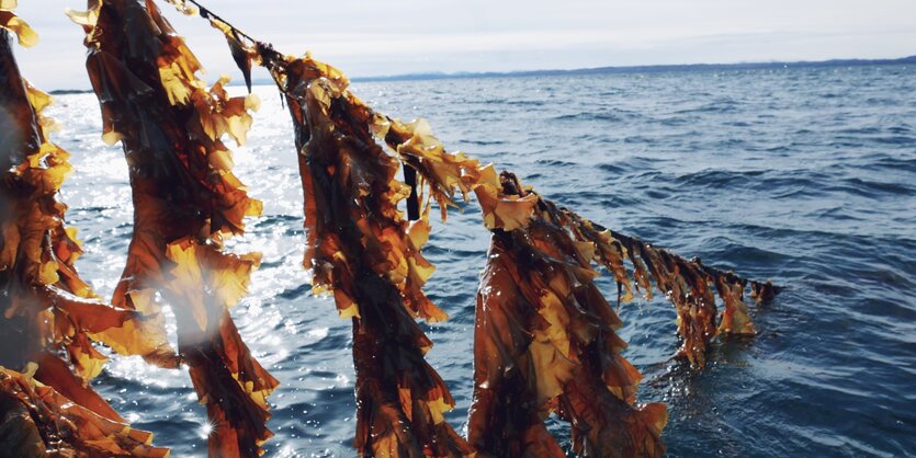 Algen werden an einem Strang aus dem Wasser gezogen.