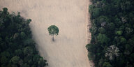 Luftaufnahme eines einzelnen Baums