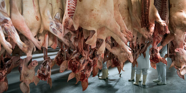Frisch geschlachtete Schweine hängen kopfüber herab in einem Kühlhaus. Man sieht noch einige Schweineköpfe.
