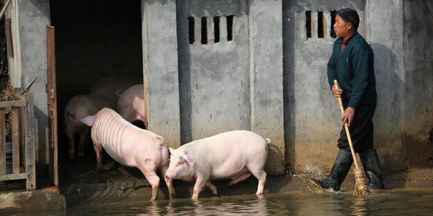 Ein Bauer treibt Schweine in einen Stall
