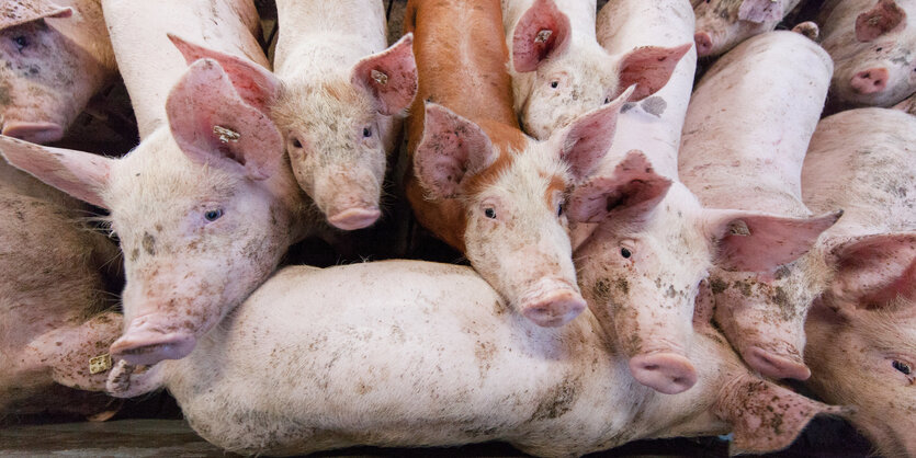 dicht aneinander gedrängte Schweine, von oben fotografiert