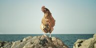 Ein Huhn auf einem Fels vor dem Meereshorizont