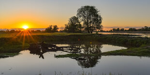 Sonnenuntergang bei einer Wiese am deutsch-polnischen Grenzfluss Oder