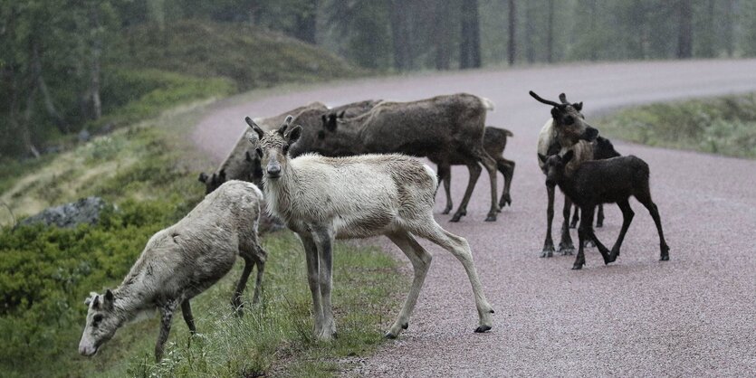 Rentiere überqueren eine Straße im Wald