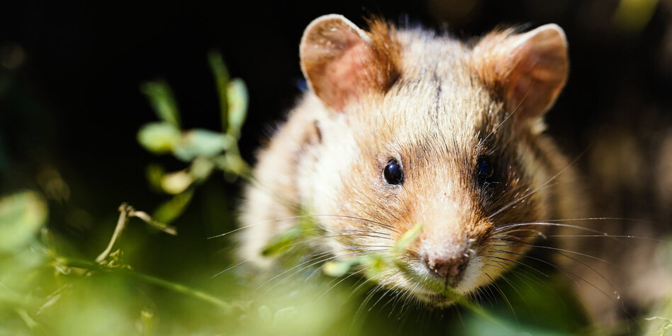 Aktuelle Rote Liste bedrohter Arten: Hamster pfeift aus dem