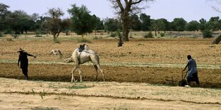 In Mali wird ein Feld mit hilfe eines Dromedars gepfllügt