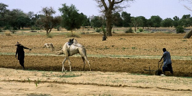In Mali wird ein Feld mit hilfe eines Dromedars gepfllügt