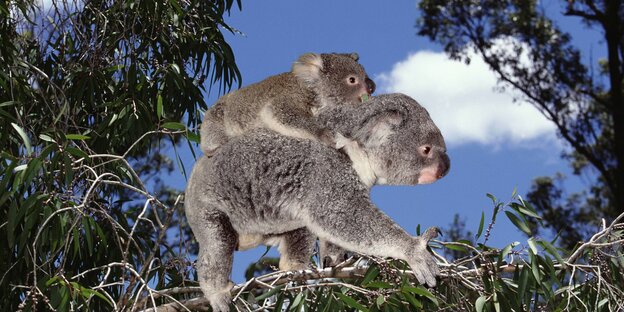Koala mit Nachwuchs auf dem Rücken.