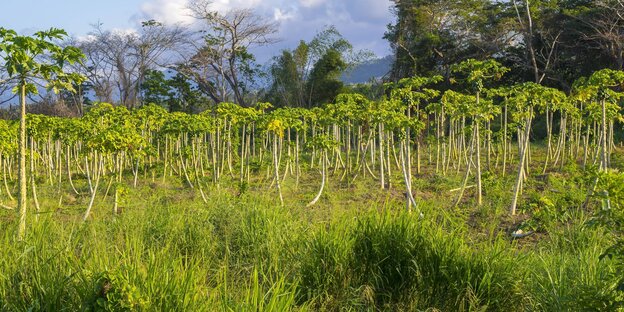 Papayabäume in Jamaica