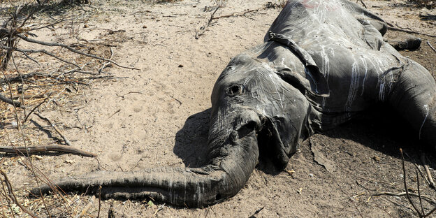 Ein verwesender Elefant liegt auf sandigem Boden