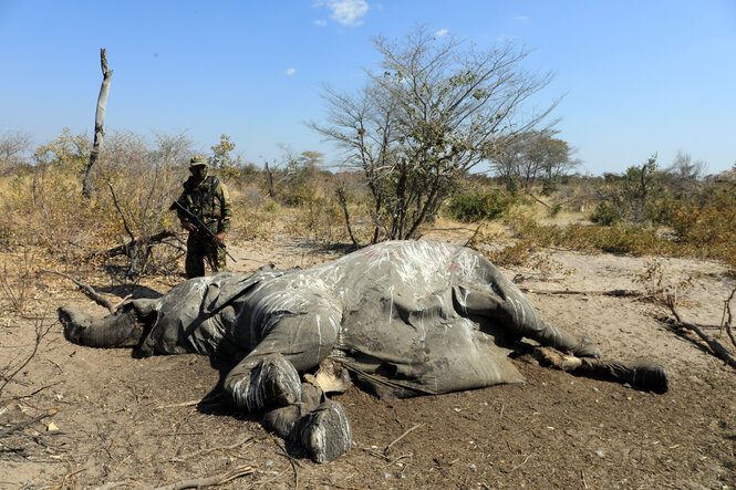 Ein Elefant liegt am Boden in einer Steppe, daneben ein Mensch