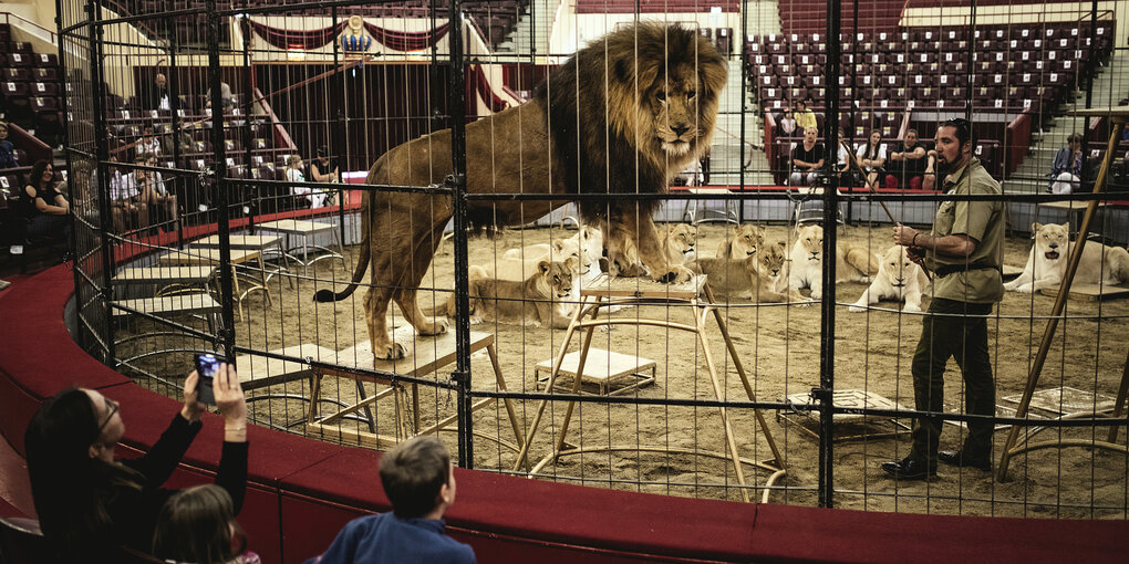 Martin Lacey in der Manege mit einem Löwen