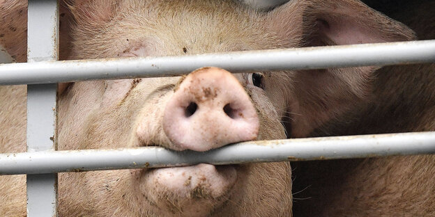 Ein Schwein beisst in eine Käfigstange