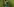 Eine grüne Sprühflasche.