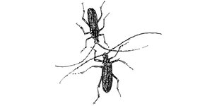 eine zeichnung von zwei Insekten