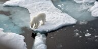 Ein Eisbär steht im Nordpolarmeer auf einer Eisscholle