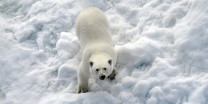 Ein Eisbär steht im Nordpolarmeer