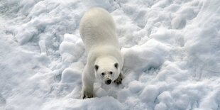 Ein Eisbär steht im Nordpolarmeer