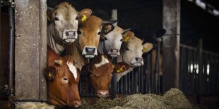 Kuehe stehen auf einem Bio-Bauernhof in einem Kuhstall.