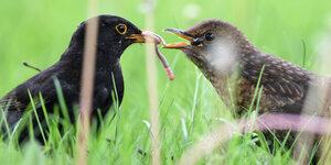 Eine Amsel füttert ihr Junges mit einem Wurm – sie sitzen beide auf einer grünen Wiese