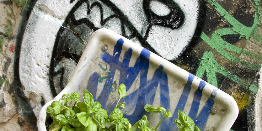 Graffiti mit Grünzeug im Berliner Haus Schwarzenberg